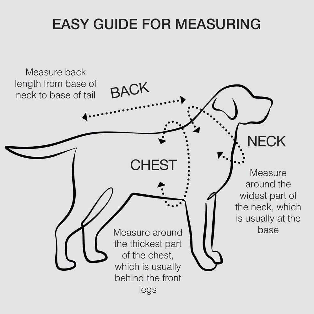 Ittokis perfecto para ocasiones especiales con el perro pequeño marrón
