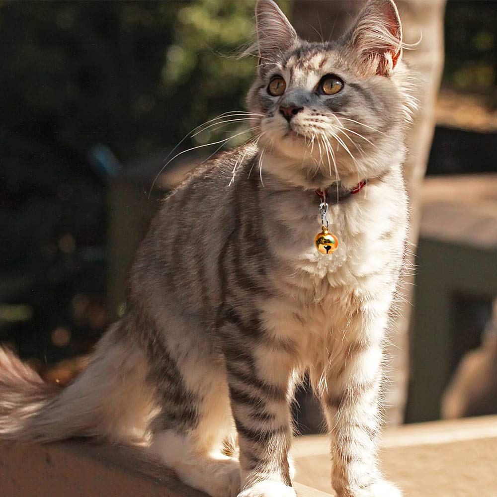 Diseño seguro para collares y arneses de mascotas.