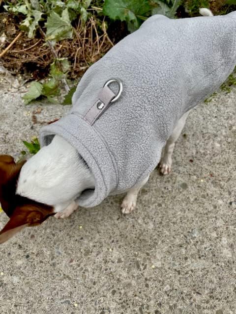 Chaleco JACKO & CO apto para perros y gatos durante paseos.