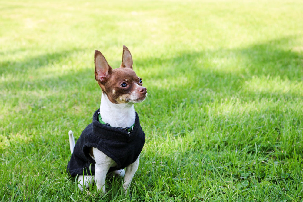 Chaqueta polar de Jacko & Co para mascotas, diseño práctico y cómodo