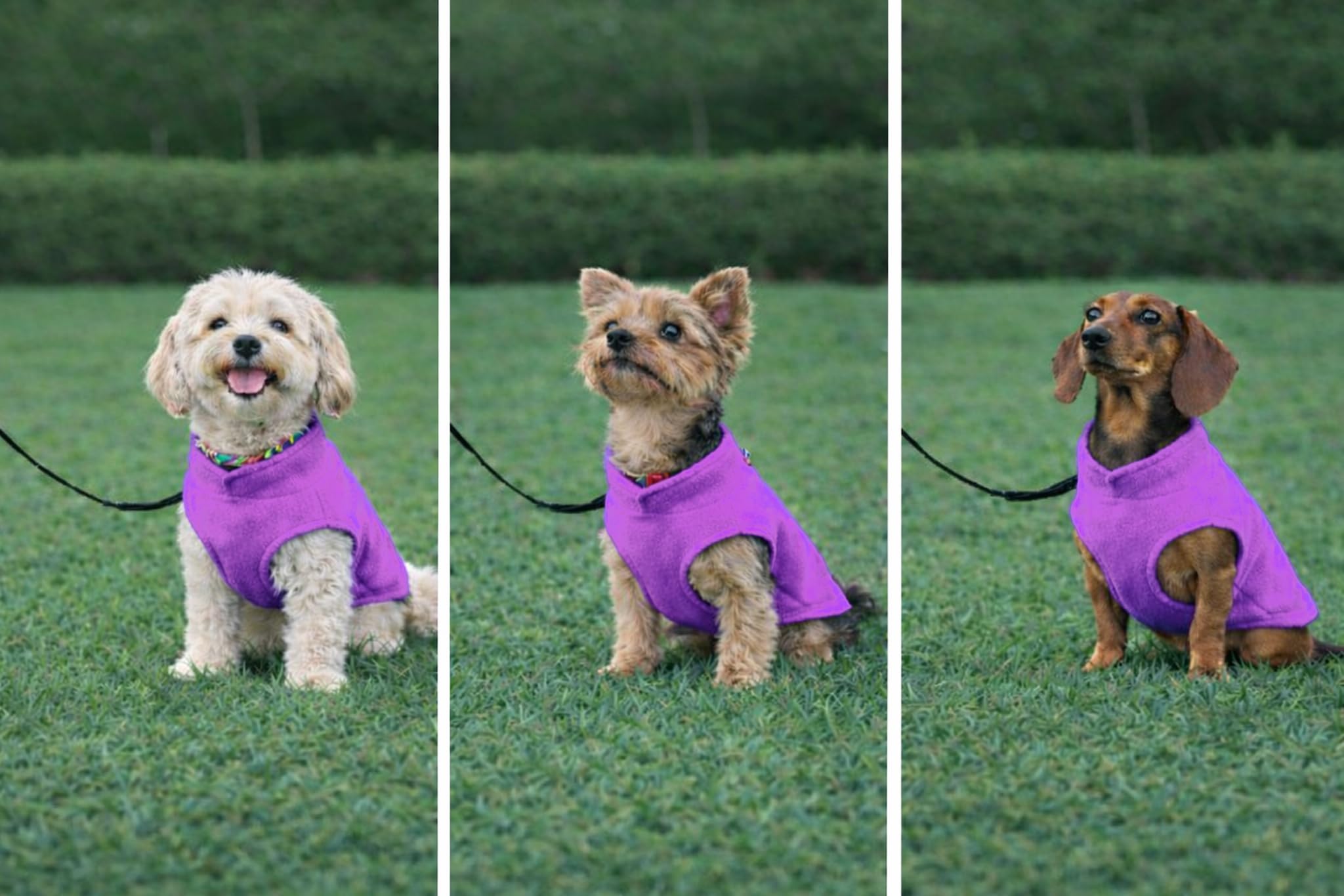 Opciones en color morado para Jacko & Co.