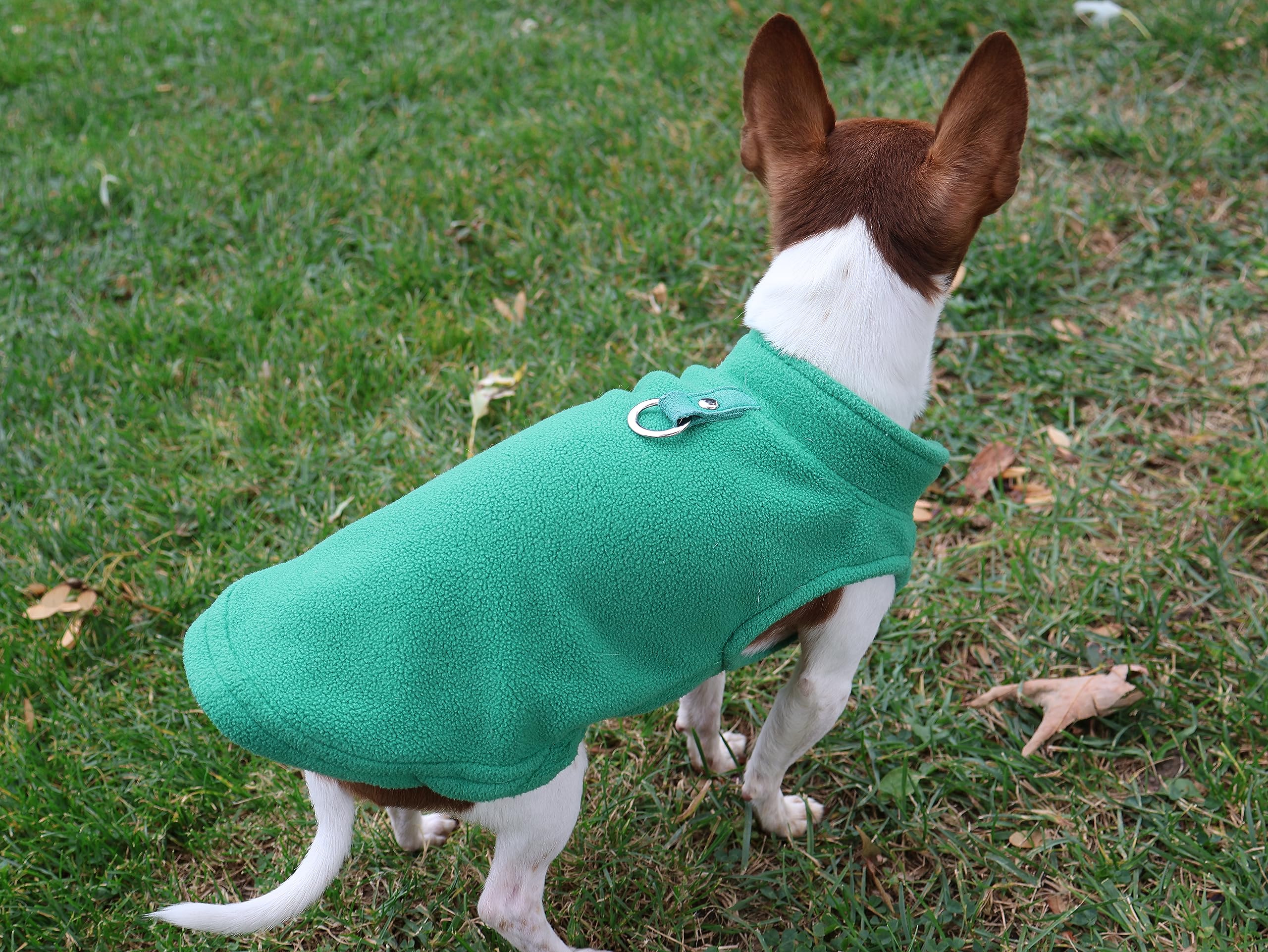 Perro usando el chaleco verde Jacko & Co durante un paseo.