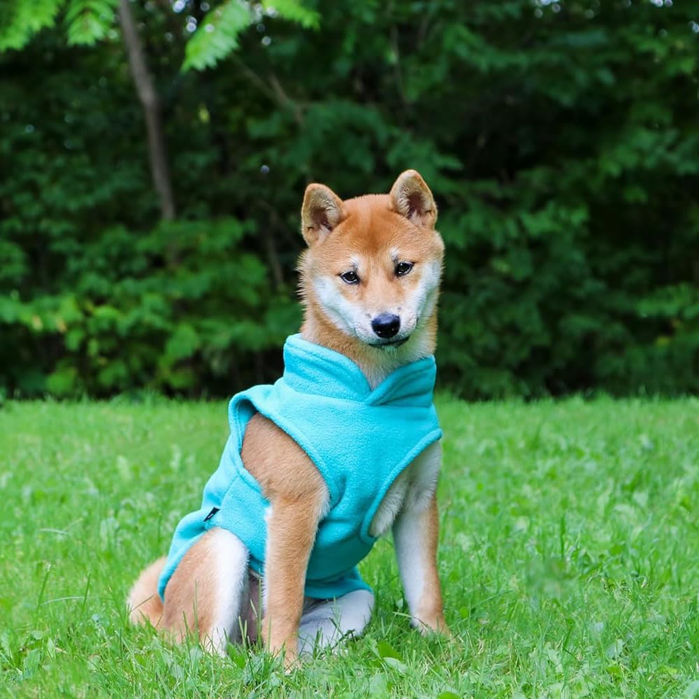 Jacko & Co suéter turquesa para perros pequeños, perfecto para otoño e invierno.