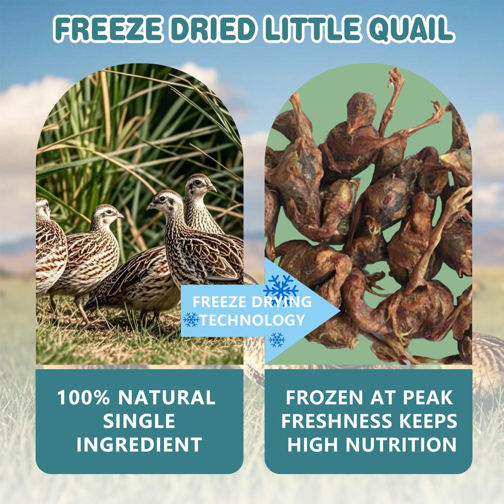 JADINGSFARM trozos de codorniz liofilizados, snack directo para premiar