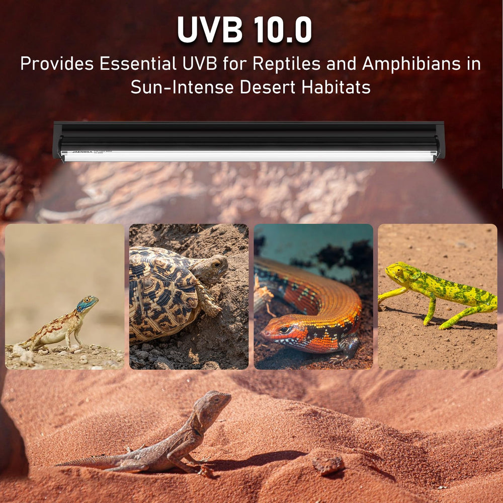 Jaenmsa T5 10.0 UVB para uromastyx: sol suave para terrario desértico
