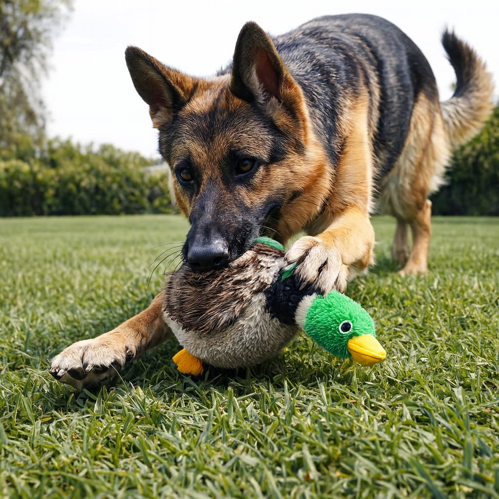 Jalousie Juguete Lobo sin relleno con chirrido para juego activo