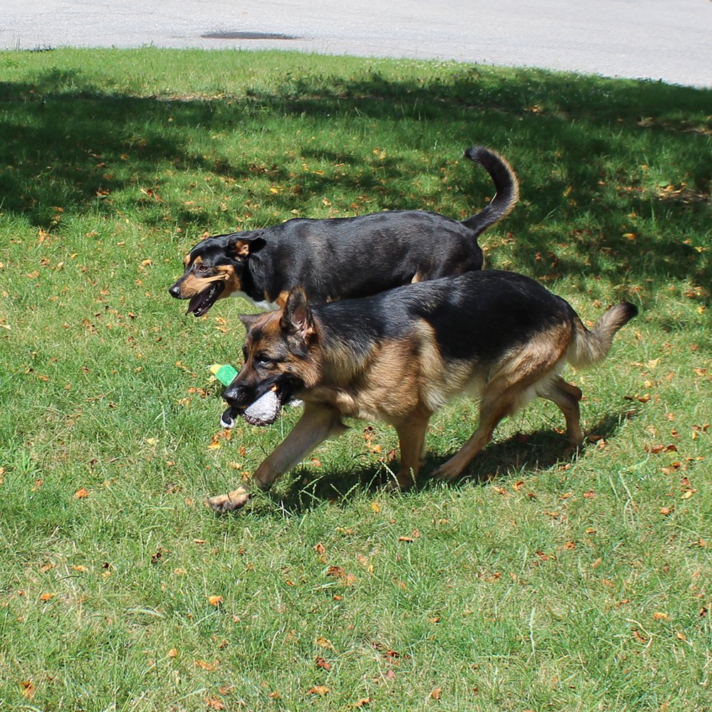 Jalousie Juguete seguro sin plomo para perros curiosos
