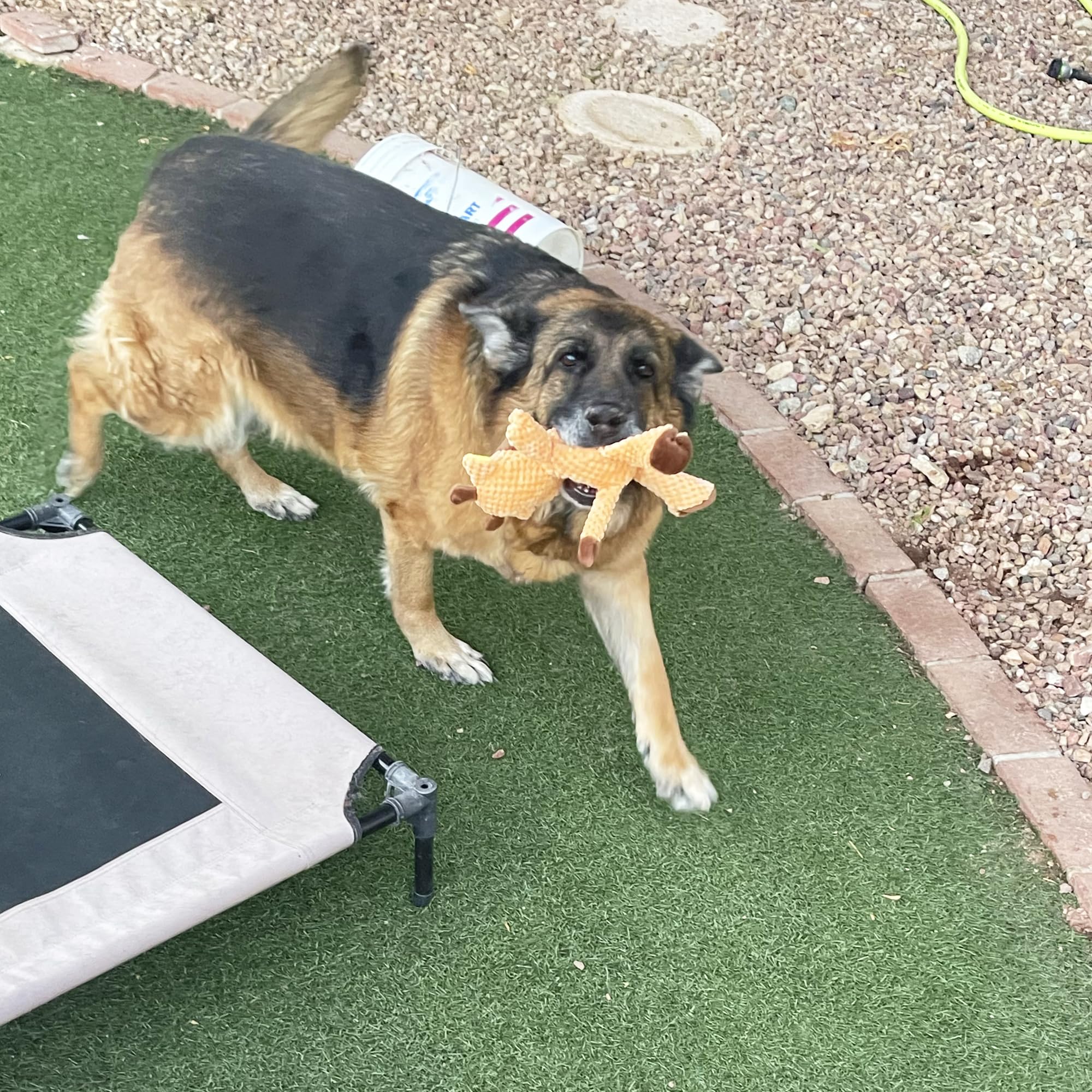 Jalousie: perfecto para perros medianos a grandes durante juegos activos.