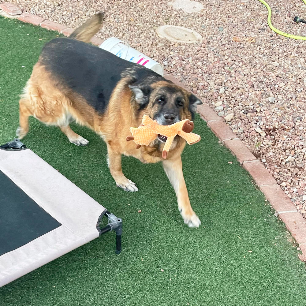 Jalousie: perfecto para perros medianos a grandes durante juegos activos.