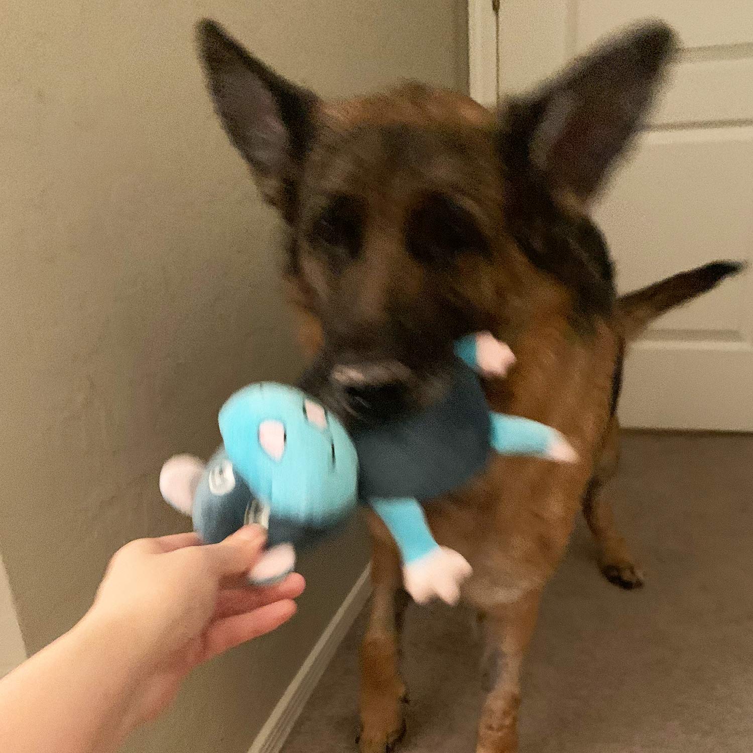 Jalousie juguete de lanzamiento para perros, ideal para sesiones de ejercicio.