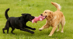 Jalousie: juguete de masticación resistente para perros de mordida poderosa.