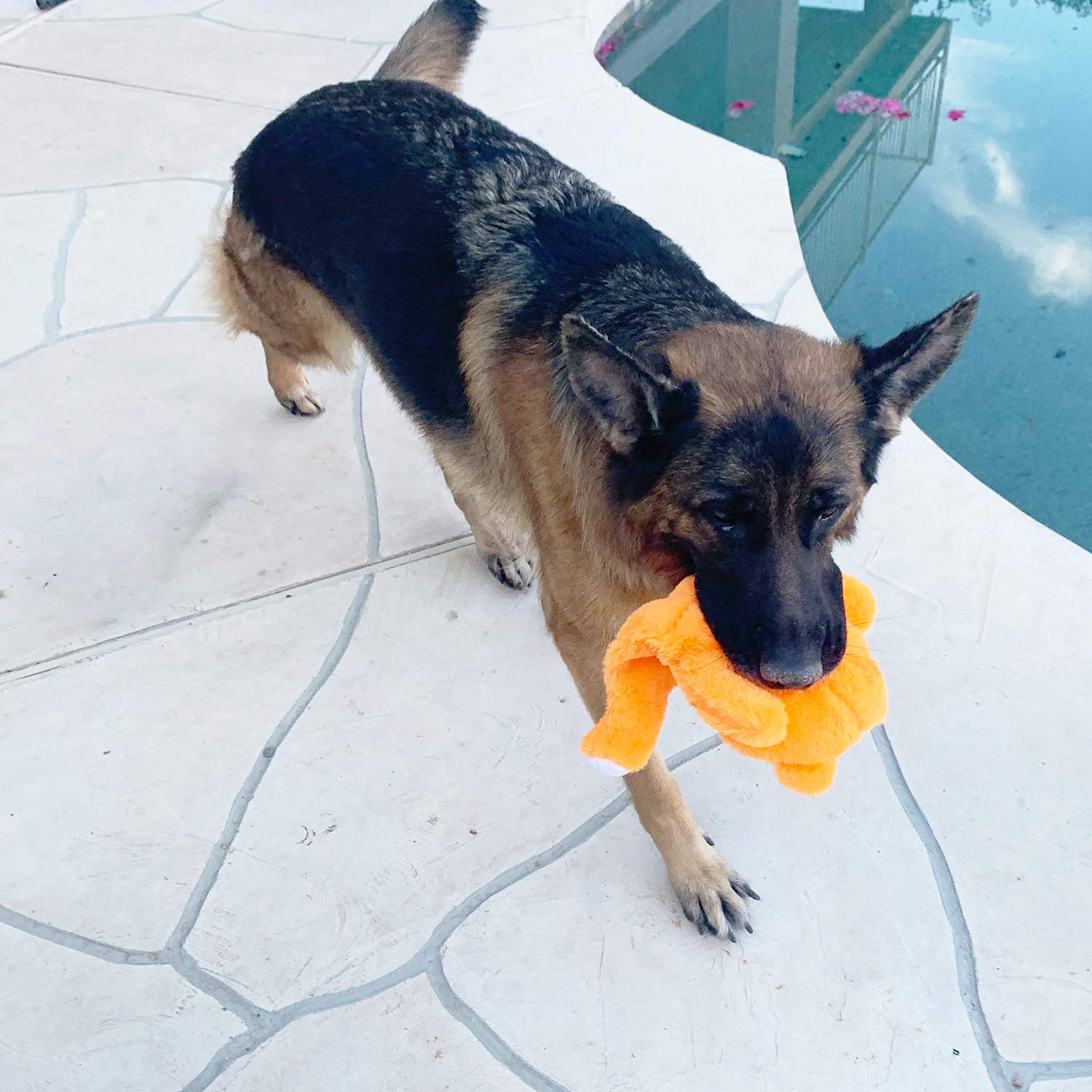 Jalousie hipopotamo: juguete con pitos para perros grandes.