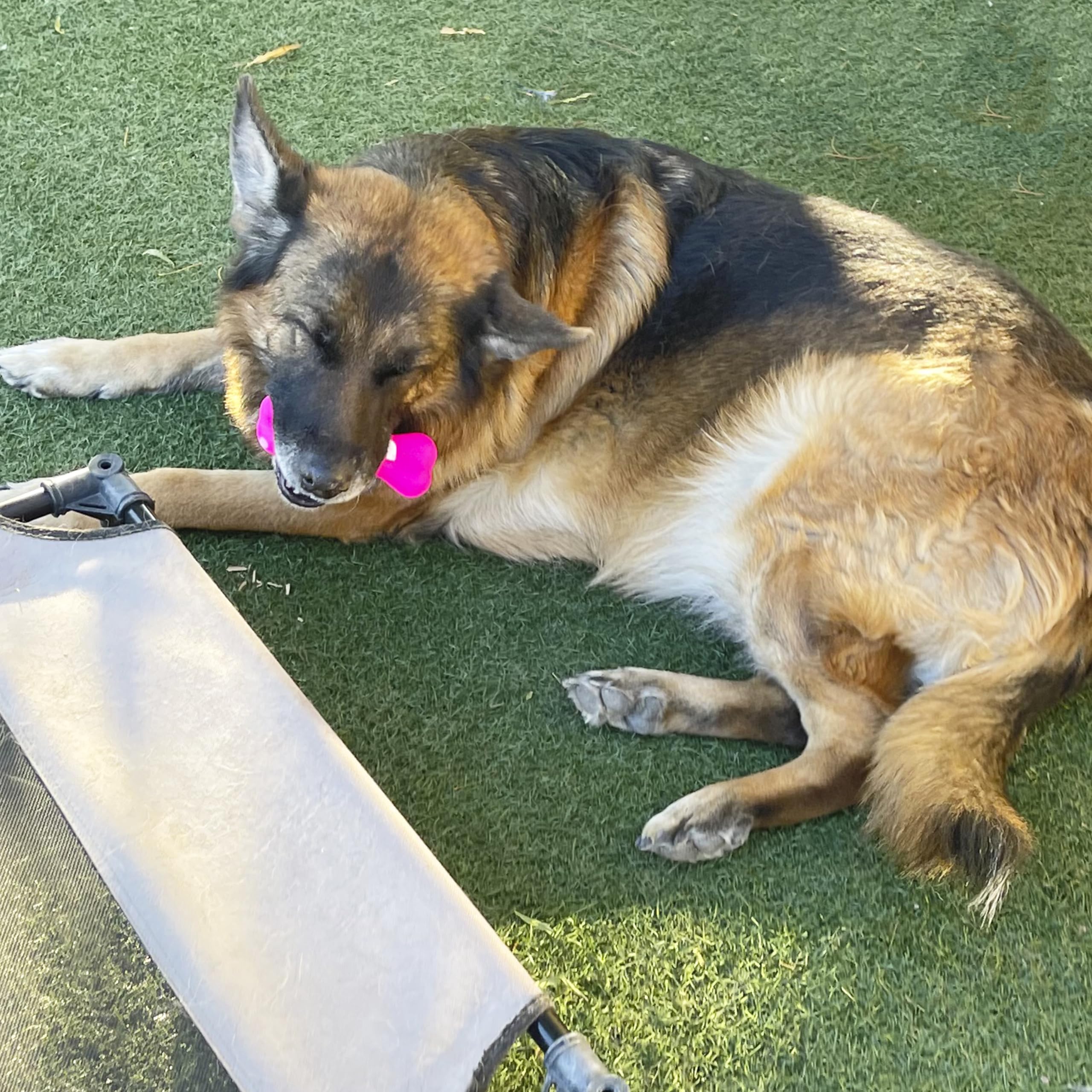 Jalousie peluche variado, no apto para mordedores agresivos, ideal para entrenamiento