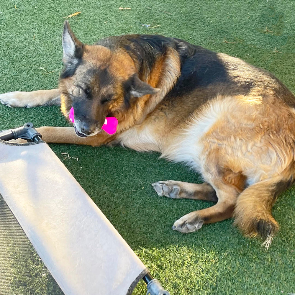 Jalousie peluche variado, no apto para mordedores agresivos, ideal para entrenamiento