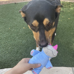 Jalousie: pack de 6 juguetes para perro, variedad de formas para estimular.