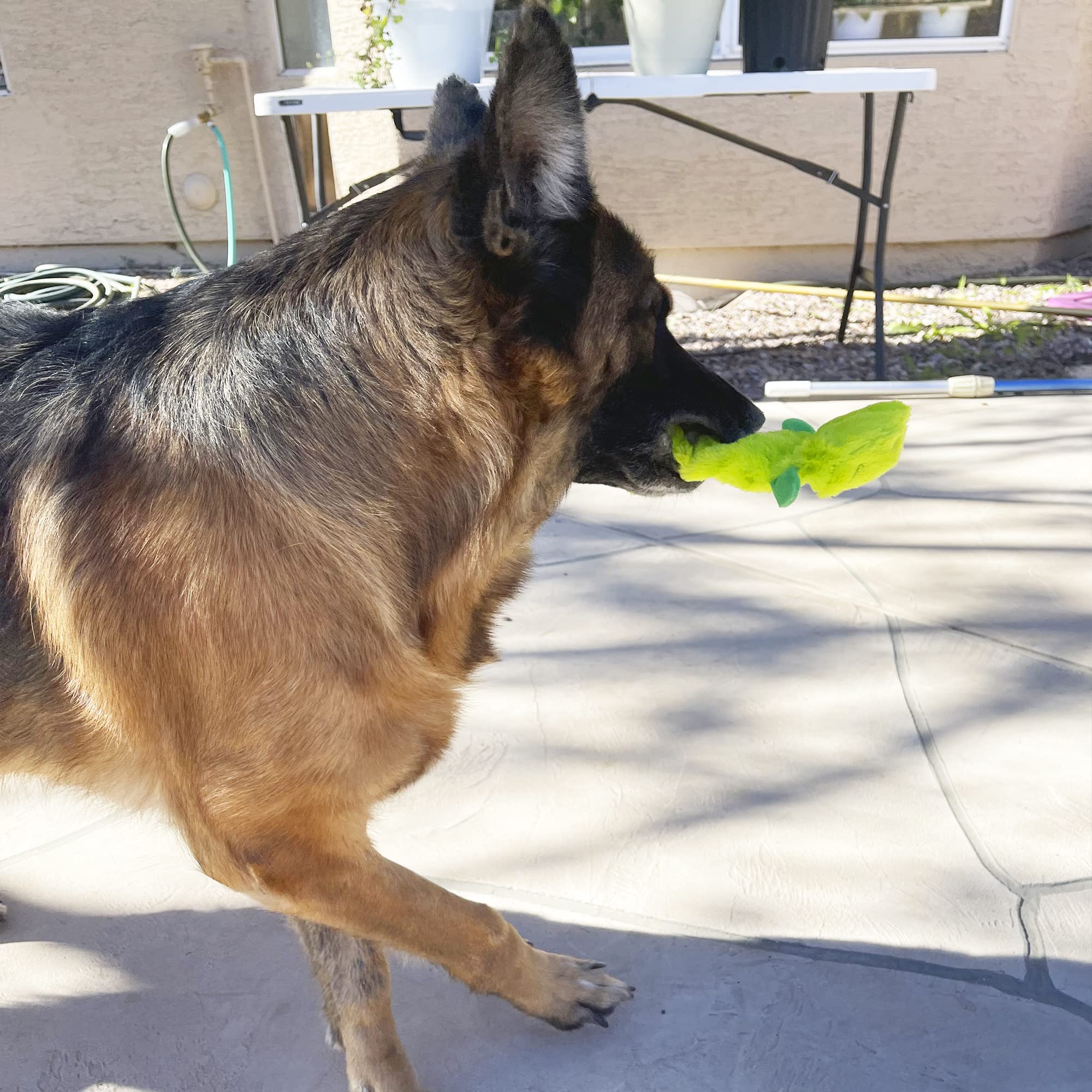 Paquete de cinco juguetes crujidos sin relleno para perros Jalousie.