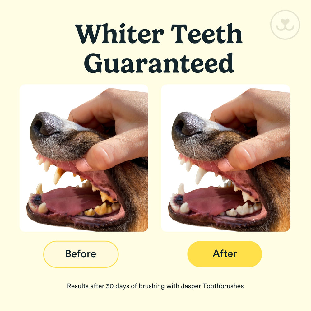 Dedo ergonómico Jasper para cepillado preciso en dientes.