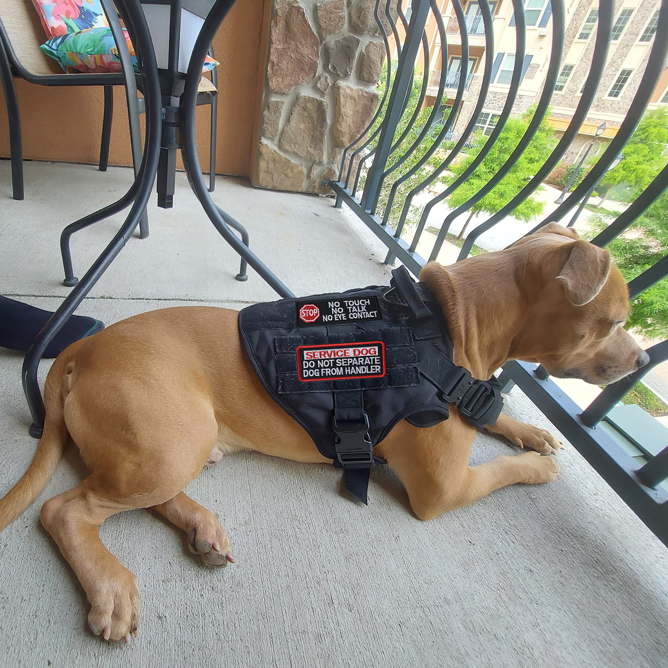 Parche J.CARP perro en entrenamiento, facilita reconocimiento seguro.