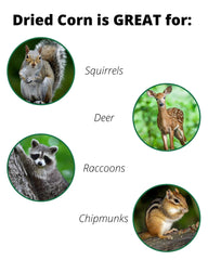 JCs Wildlife animales consumen maiz seco para atraer fauna al jardin