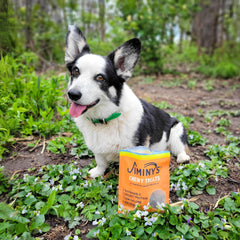 Jiminy's Bolsita de entrenamiento con grillo para perros, perfecto para sesiones de obediencia