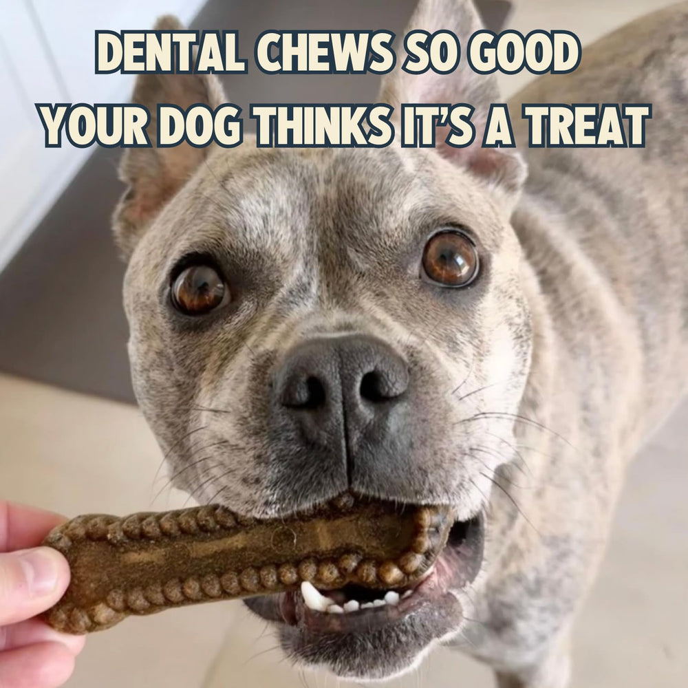 Jiminy’s Dental Chews Canela: proteína insecta para cuidado bucal.
