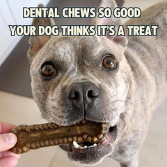 Jiminy’s Dental Chews Canela: proteína insecta para cuidado bucal.