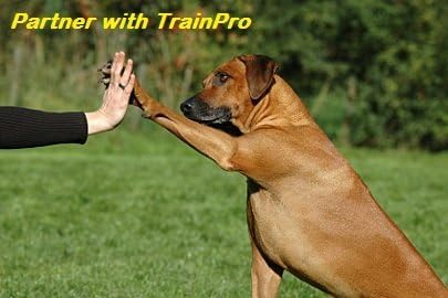 JimysCo EveryPet: Correa Repuesto 27,5” x 0,75” para Collar de Adiestramiento - TPU Impermeable, Ajustable y 35 Agujeros
