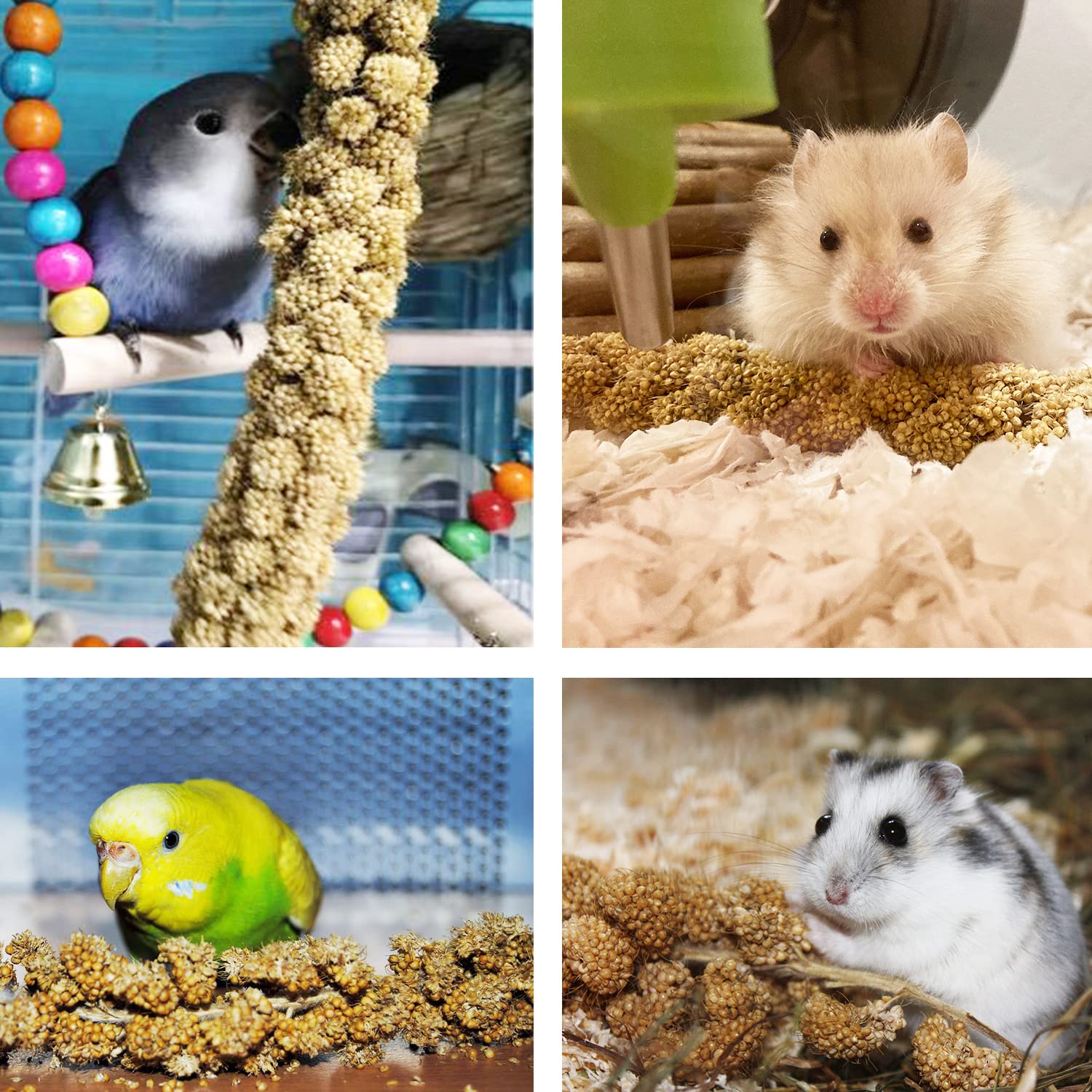Jmxu's consumo moderado de mijo, ayuda a equilibrar la dieta de aves.