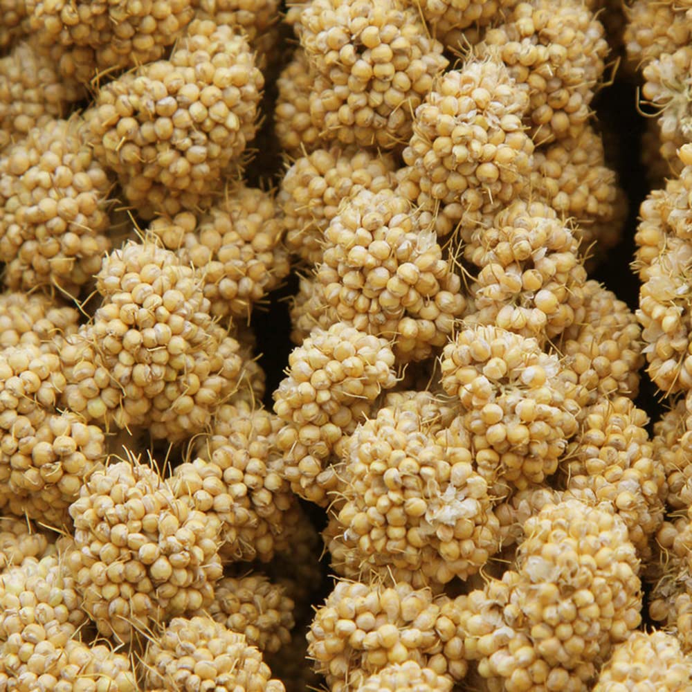 Jmxu's espiga de mijo para aves, una golosina natural para estimular.
