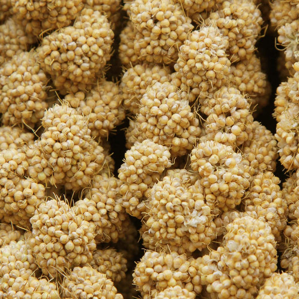 Jmxu's espiga de mijo para aves, una golosina natural para estimular.