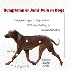 Perro activo con Joint Max para articulaciones sanas