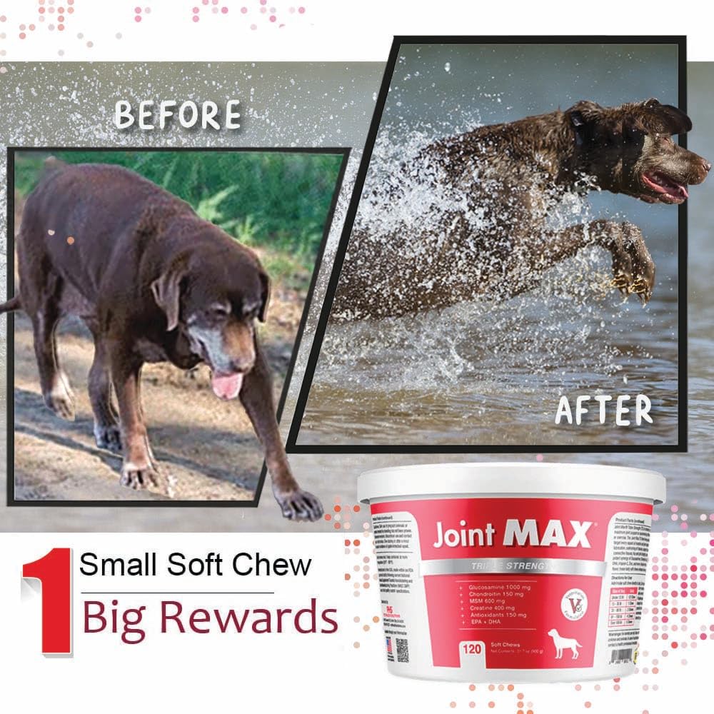 Joint Max TS creatina, le da apoyo energético a perros activos.