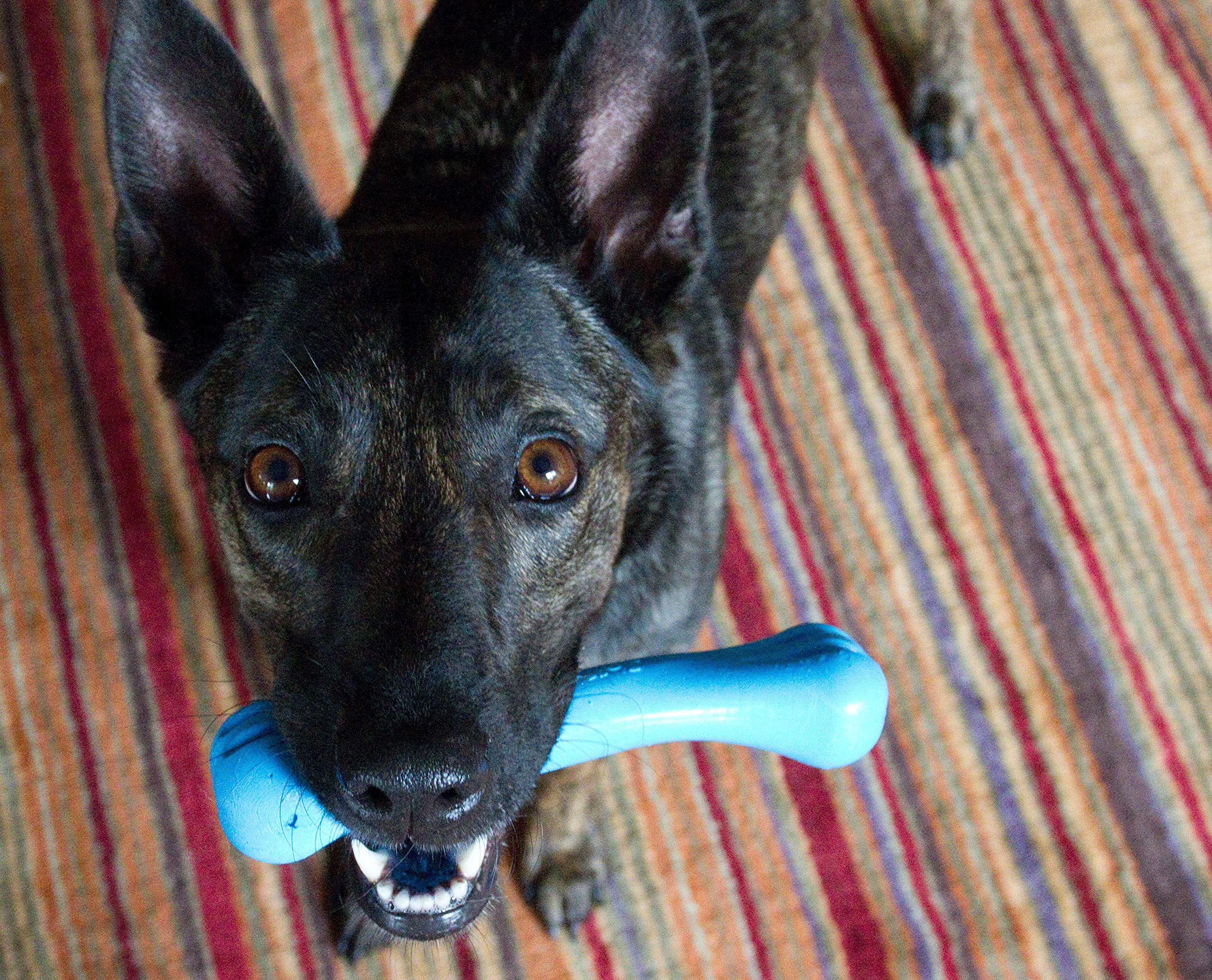 Jolly Pets Jolly Bone mediano azul, perfecto para uso en agua.