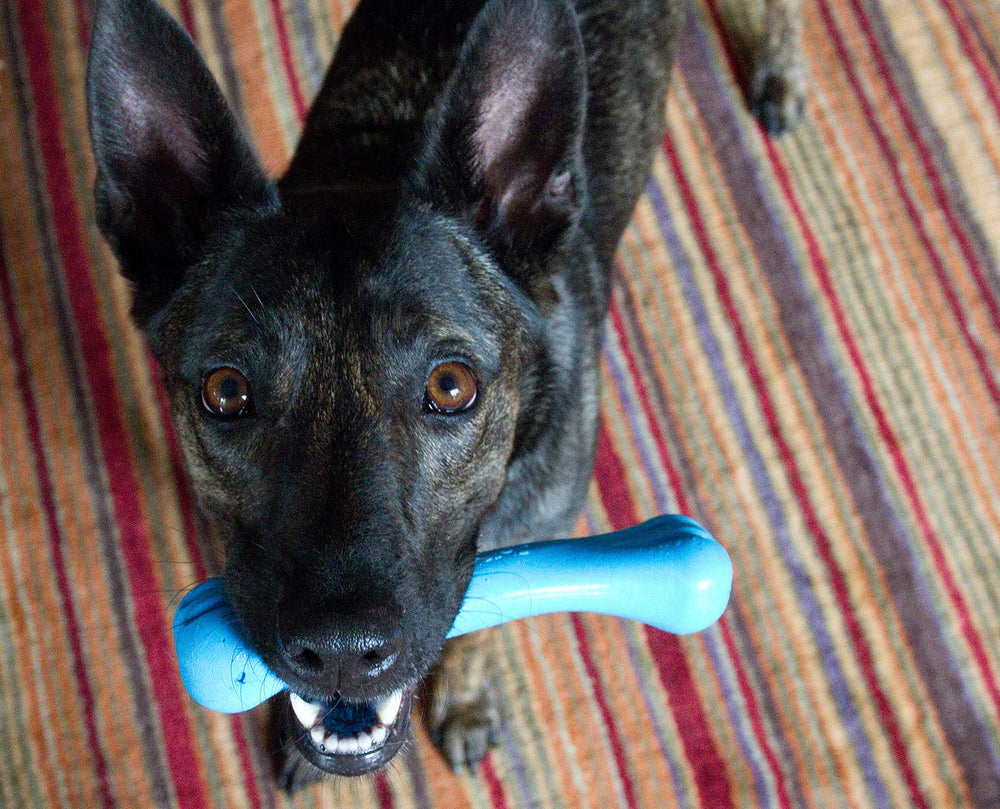 Jolly Pets Jolly Bone mediano azul, perfecto para uso en agua.