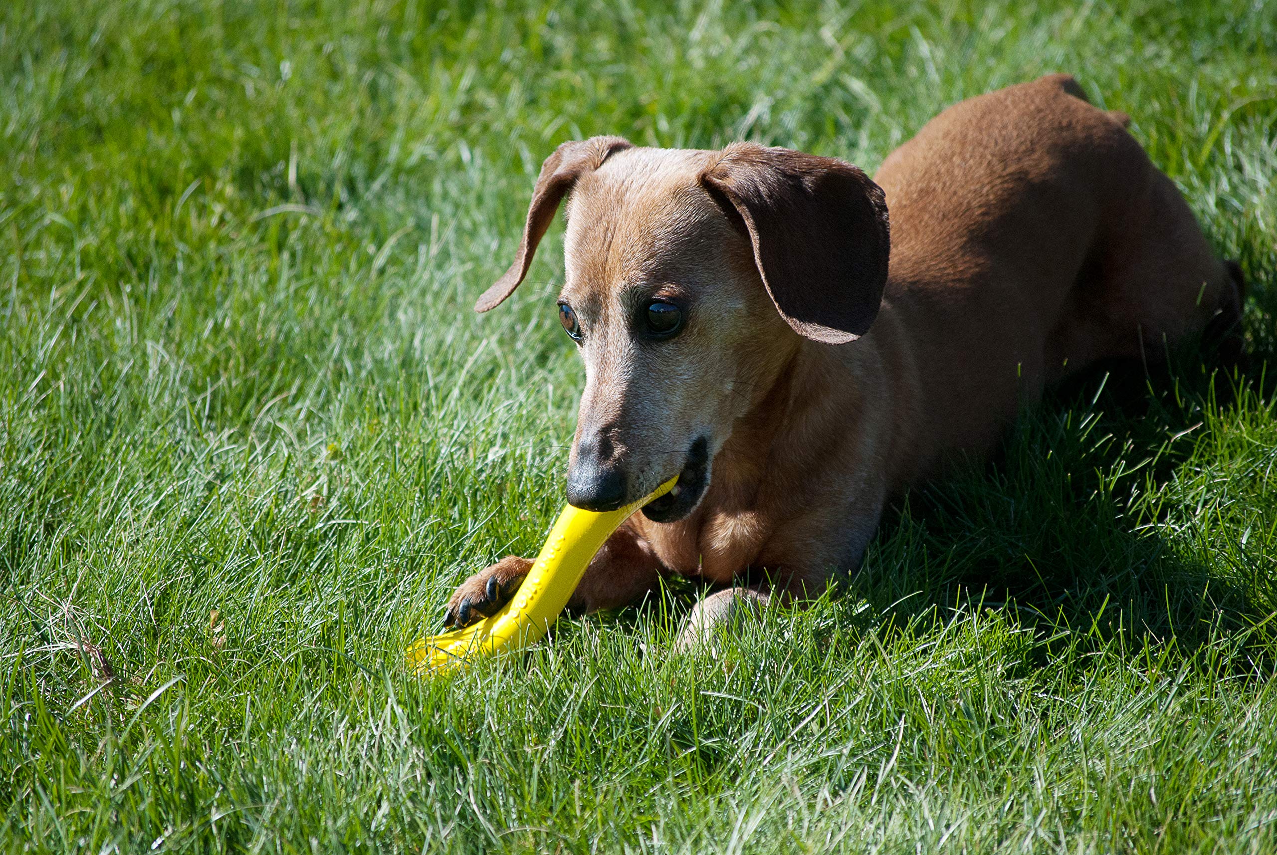 Jolly Pets Jolly Bone pequeño amarillo con agarre ergonómico para morder y buscar