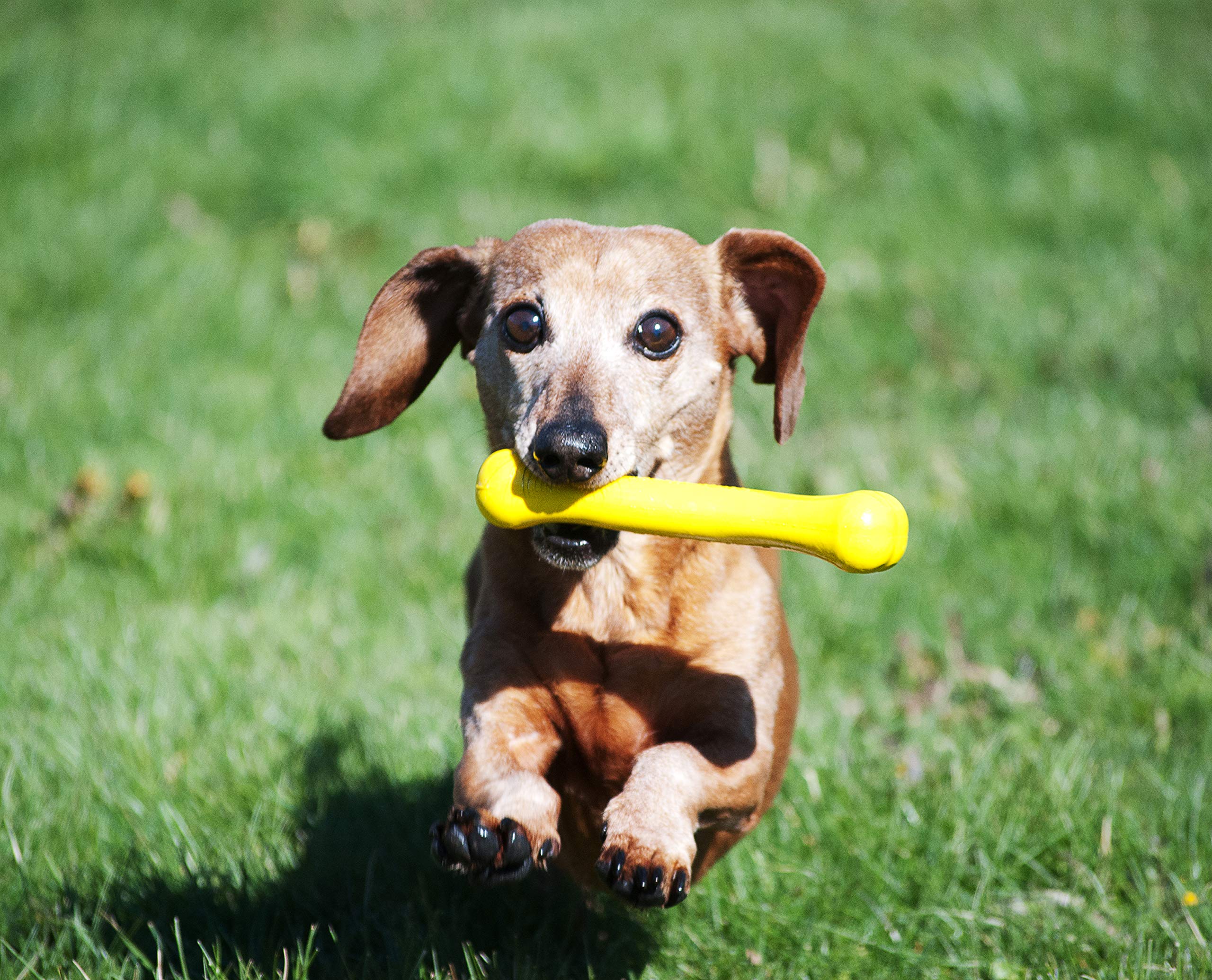 Jolly Pets Jolly Bone pequeño amarillo material resistente para mordidas repetidas