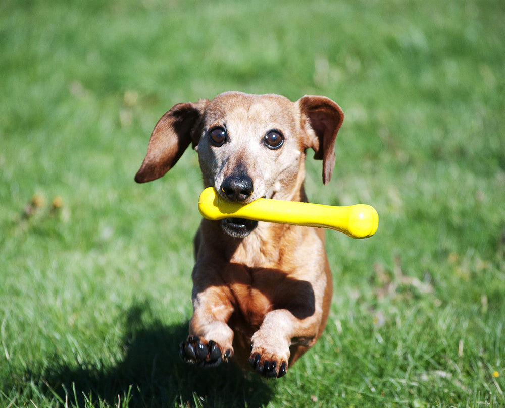 Jolly Pets Jolly Bone pequeño amarillo material resistente para mordidas repetidas