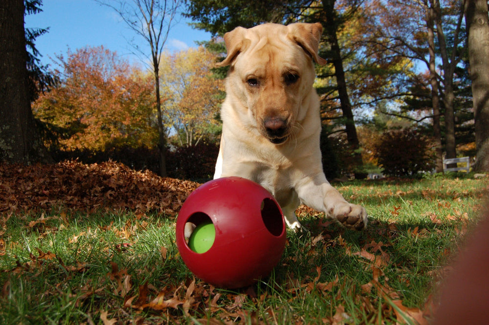 Jolly Pets Teaser Ball disponible en varios tamaños para perros grandes