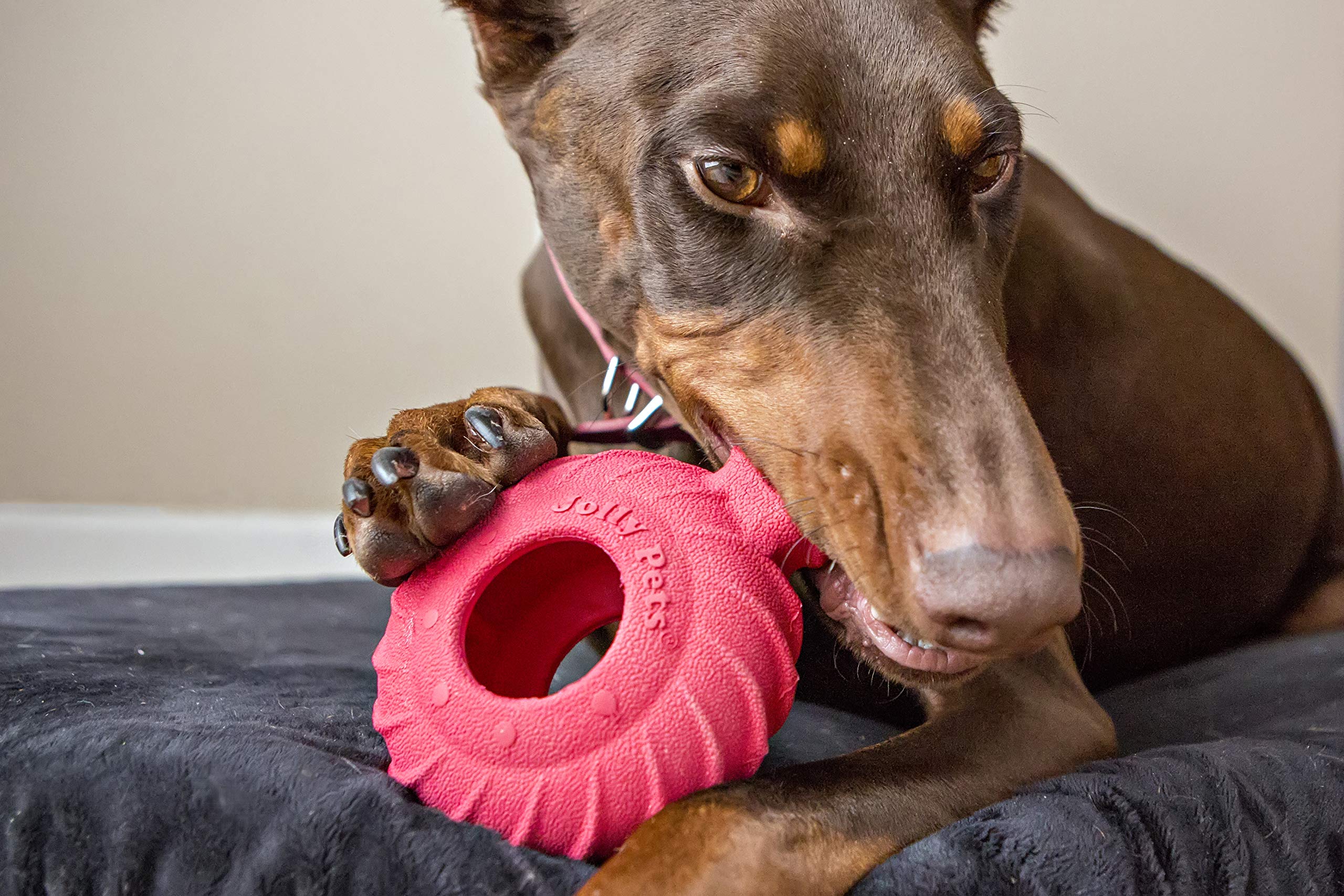 Jolly Pets Tuff Treader con texturas de goma natural para limpieza dental suave.