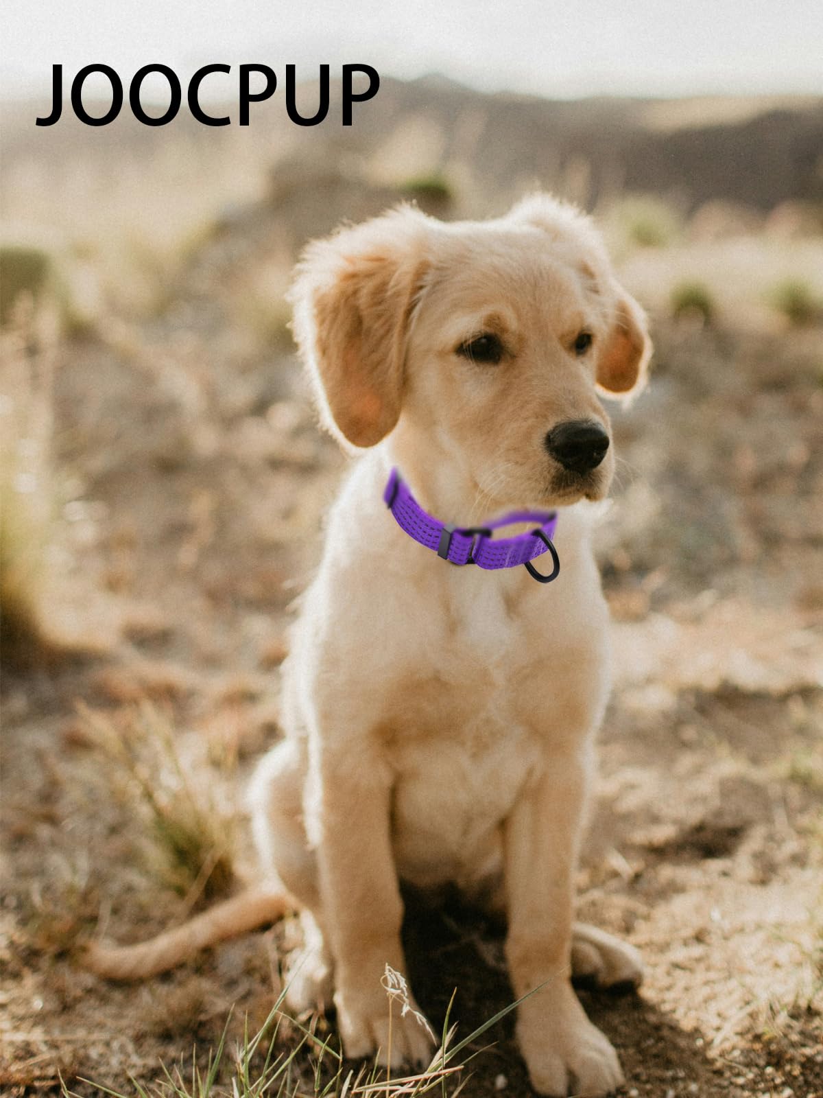 Patrones atractivos en el collar JOOCPUP: ideal para paseos y entrenamiento ligero.