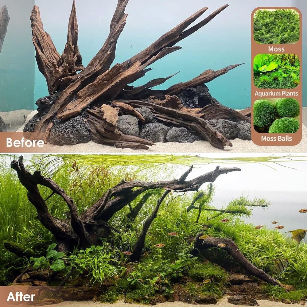 Jorewood madera flotante para terrario bioactivo, ideal para cuevas y zonas de descanso.