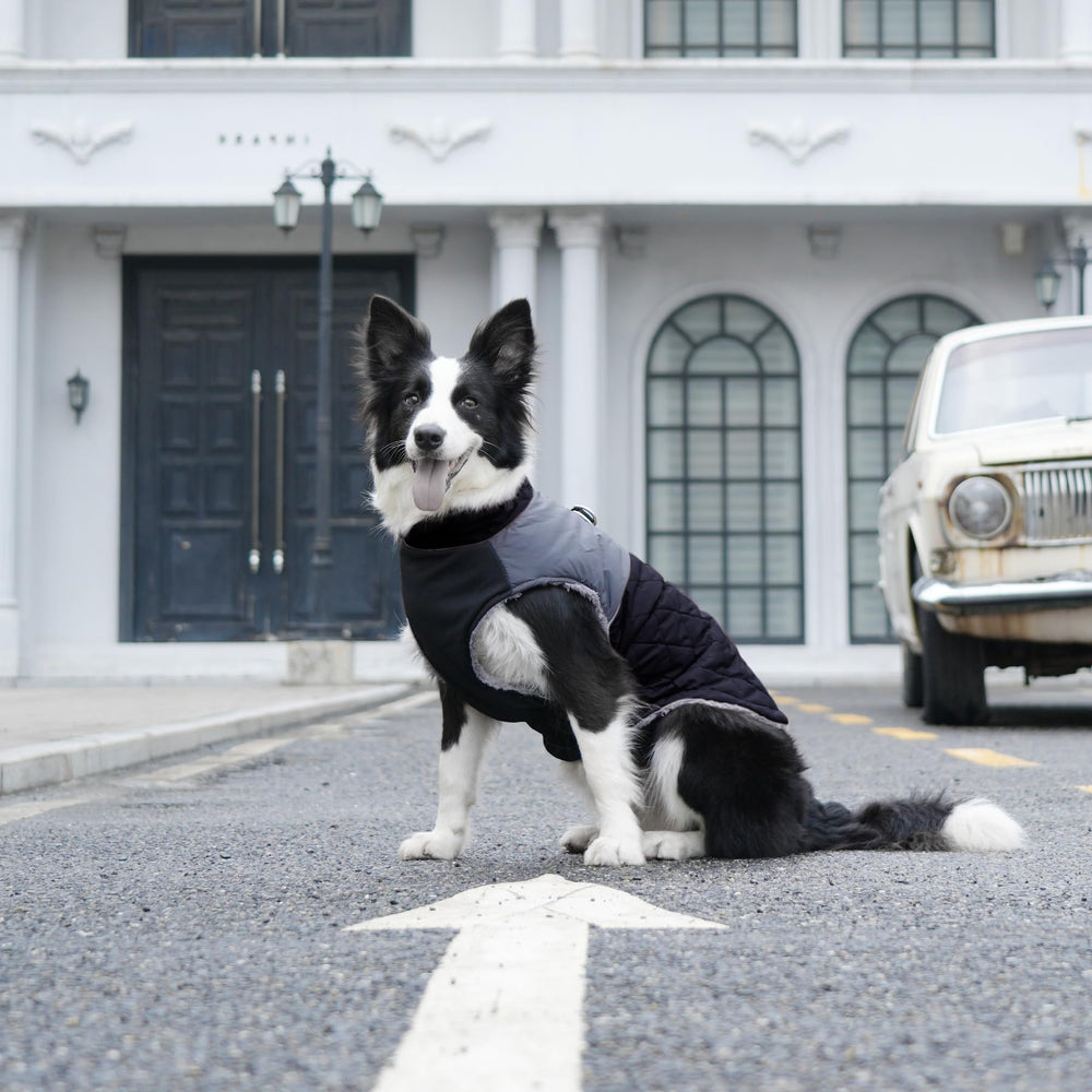 JoyDaog ideal para inviernos fríos y paseos al aire libre
