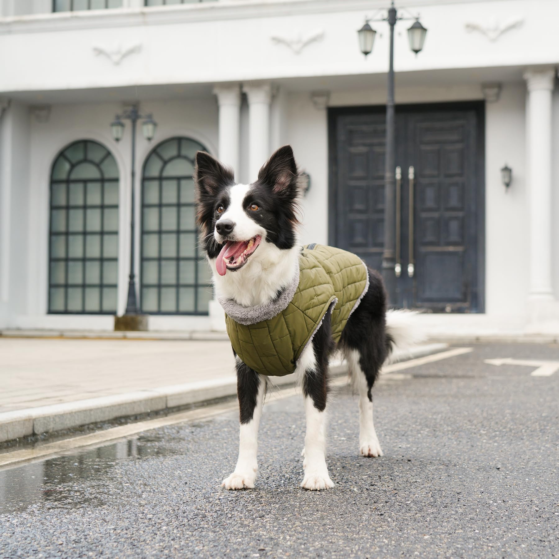 Guía de tallas para la talla L y medidas del perro.