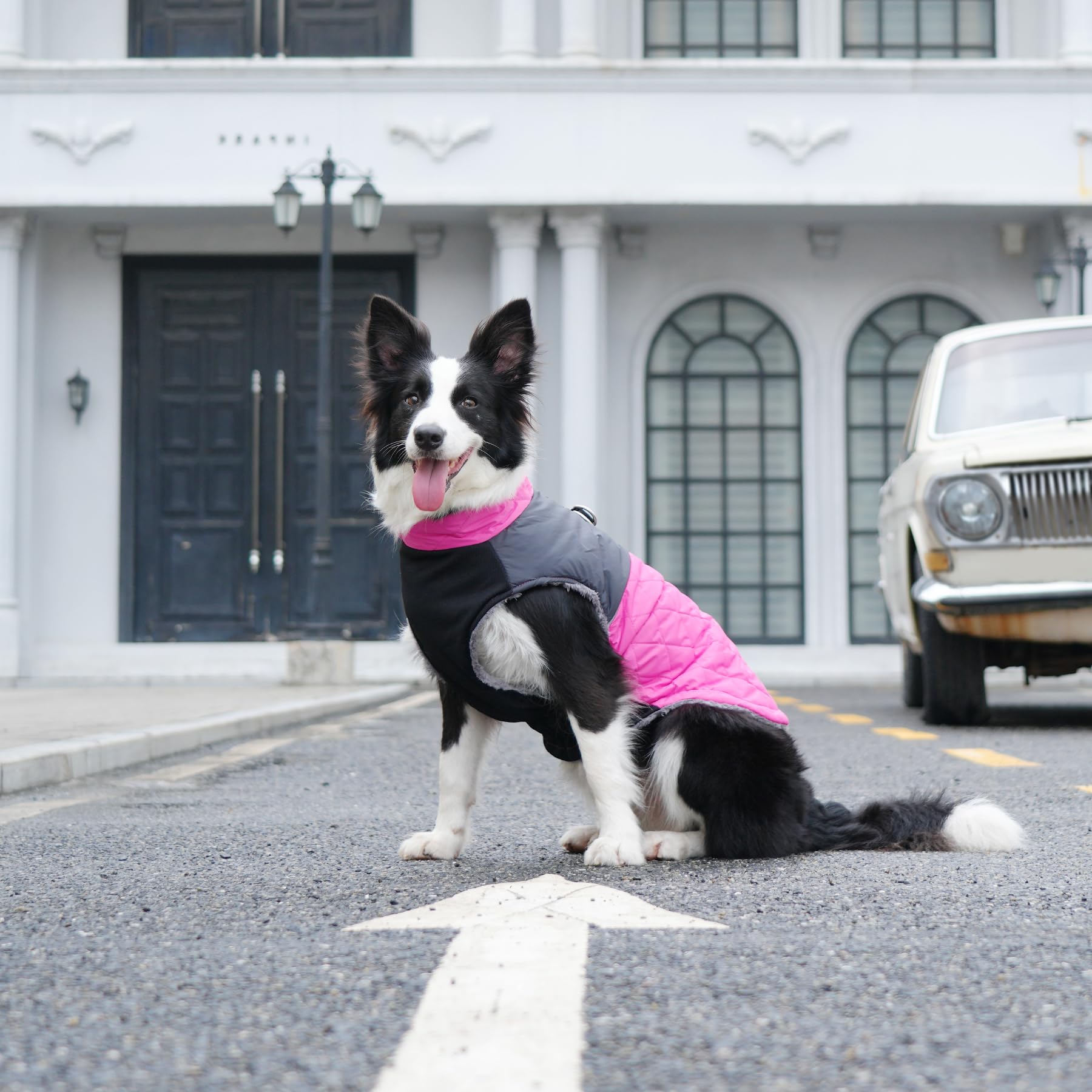 JoyDaog uso invernal para perros grandes, protección y calidez.