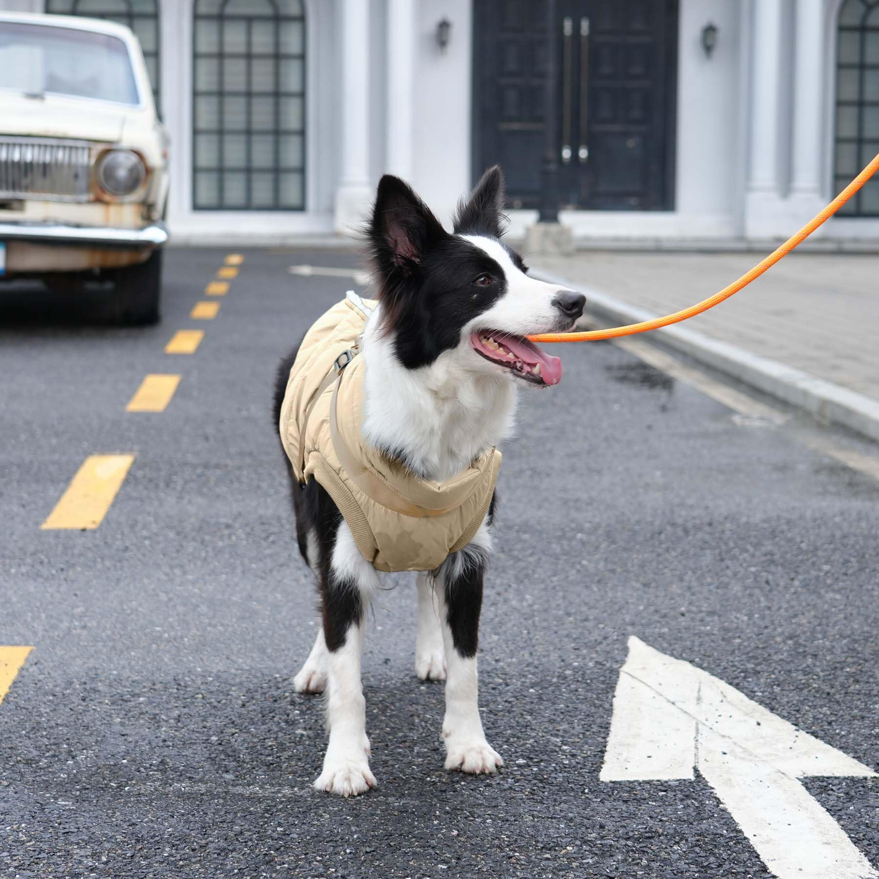 JoyDaog chaleco de talla extragrande para perros grandes, ajuste cómodo y seguro