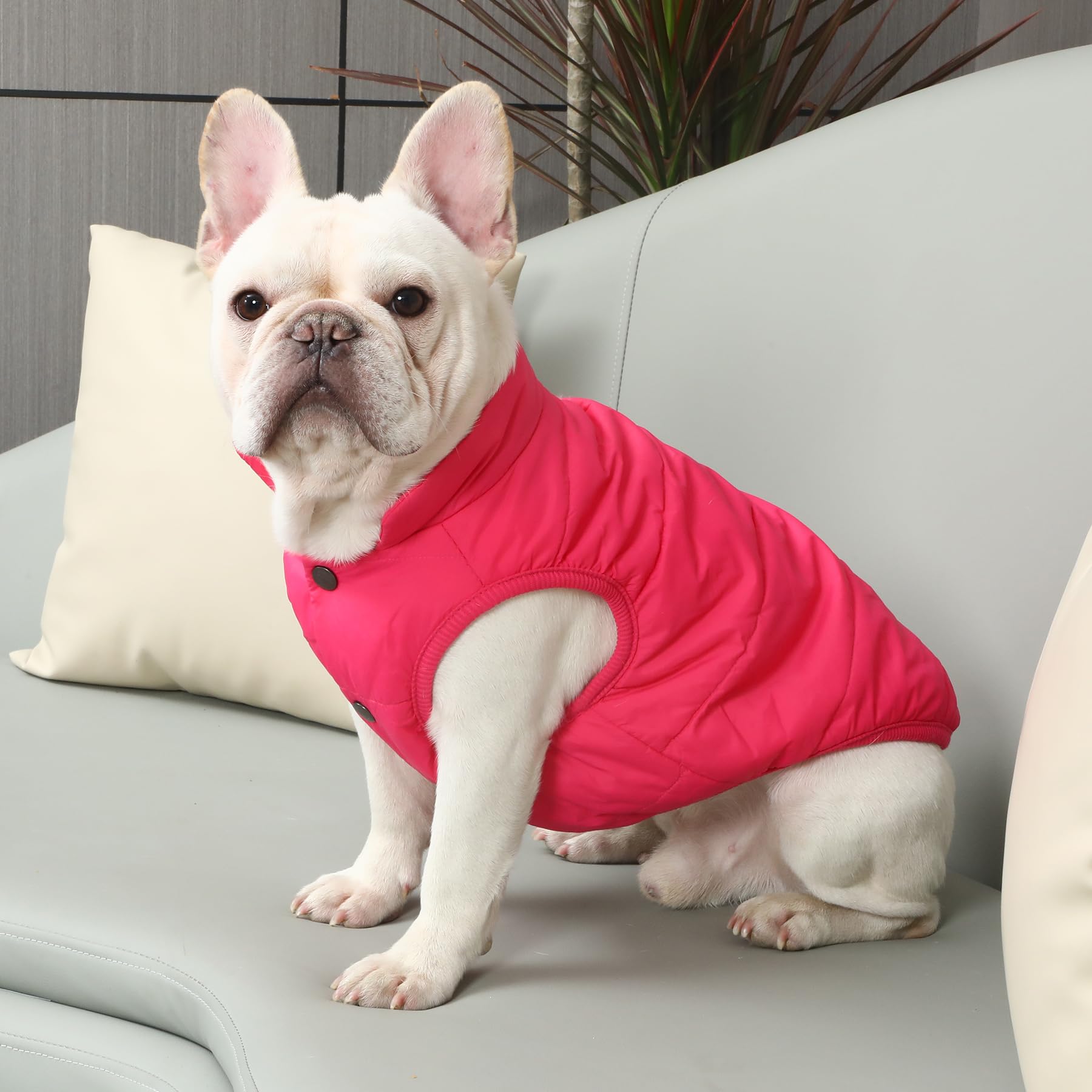 JoyDaog chaqueta para perro, vista lateral rosa M, protege del viento