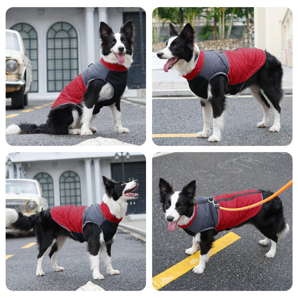 JoyDaog diseño color block rojo gris para estilo y seguridad