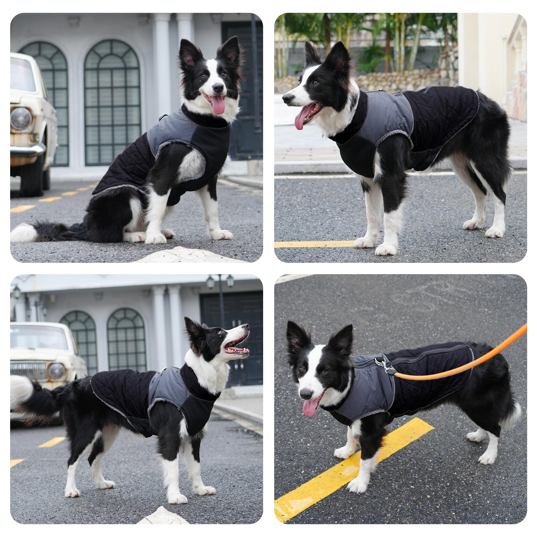 JoyDaog guía de tallas: pecho, cuello y longitud para un ajuste seguro.