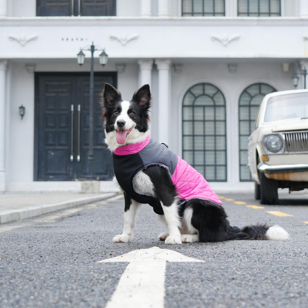 JoyDaog talla XS para perros pequeños con ajuste práctico