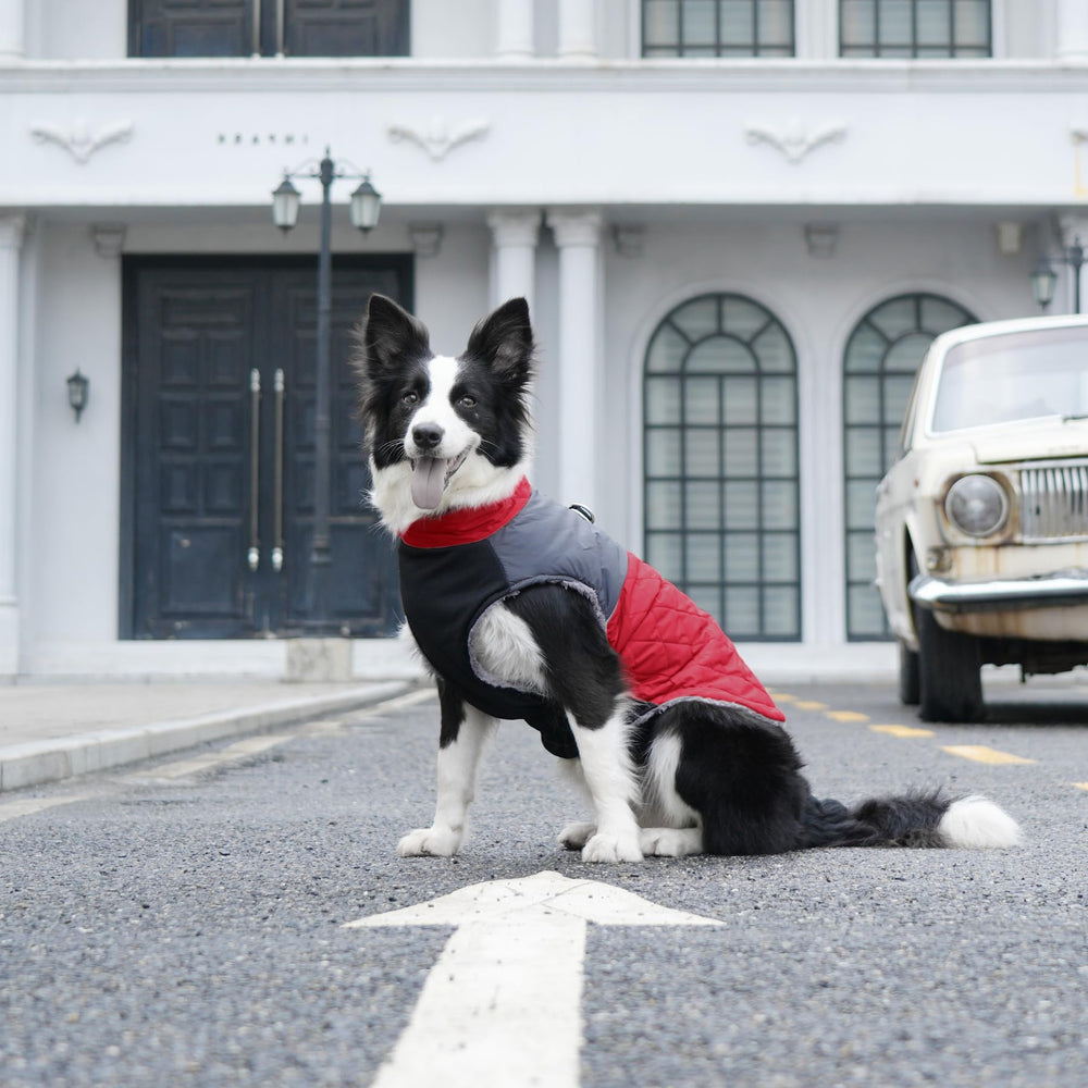 JoyDaog uso invernal para perro mediano, ideal para paseos al aire libre
